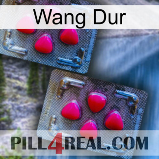 Hard Wang 14